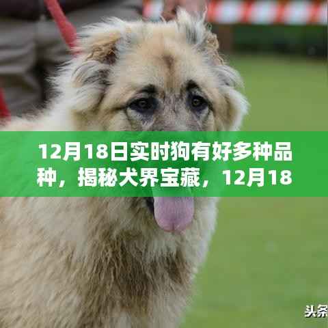 揭秘犬界宝藏，犬类品种的多样性与实时了解（12月18日）