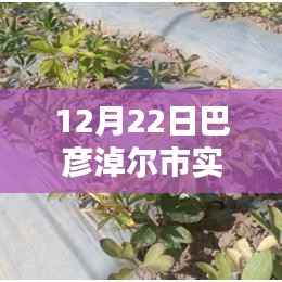 巴彦淖尔市实时播报产品深度评测与竞品对比分析,特性、体验一览