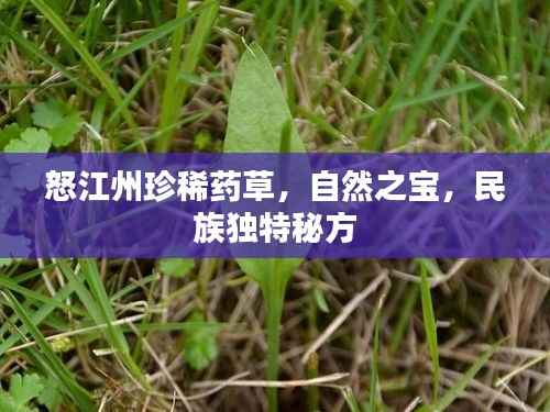 怒江州珍稀药草,自然之宝,民族独特秘方