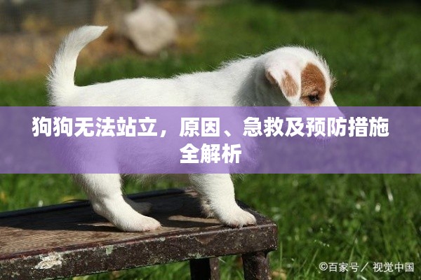 狗狗无法站立,原因、急救及预防措施全解析