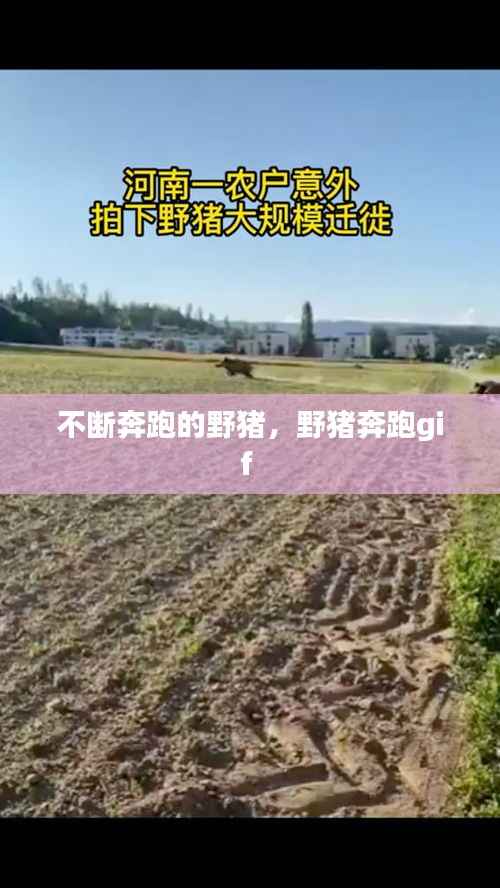 不断奔跑的野猪,野猪奔跑gif