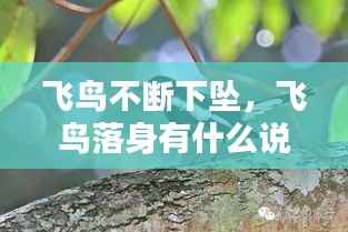 飞鸟不断下坠，飞鸟落身有什么说法 