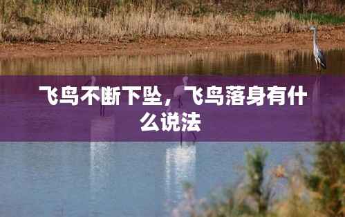 飞鸟不断下坠,飞鸟落身有什么说法