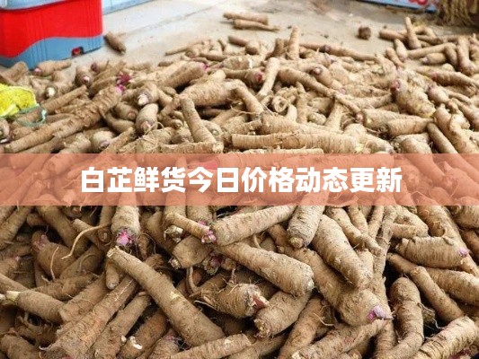 白芷鲜货今日价格动态更新