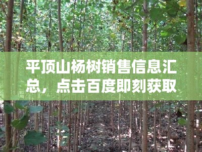 平顶山杨树销售信息汇总,点击百度即刻获取!