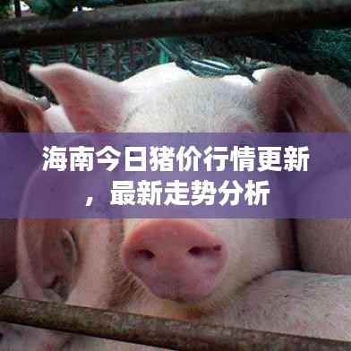 海南今日猪价行情更新,最新走势分析