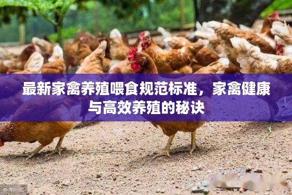 最新家禽养殖喂食规范标准,家禽健康与高效养殖的秘诀