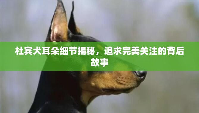 杜宾犬耳朵细节揭秘,追求完美关注的背后故事