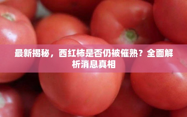 最新揭秘,西红柿是否仍被催熟?全面解析消息真相