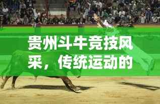 贵州斗牛竞技风采,传统运动的荣耀与传承,世界排名揭晓!