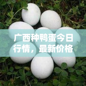 广西种鸭蛋今日行情,最新价格揭秘