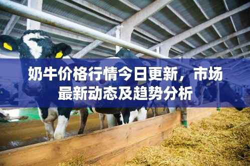 奶牛价格行情今日更新,市场最新动态及趋势分析