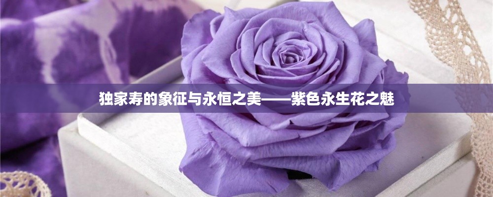 独家寿的象征与永恒之美——紫色永生花之魅